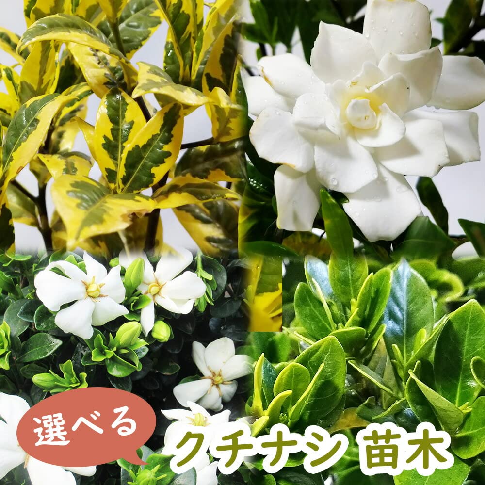 大八重梔子